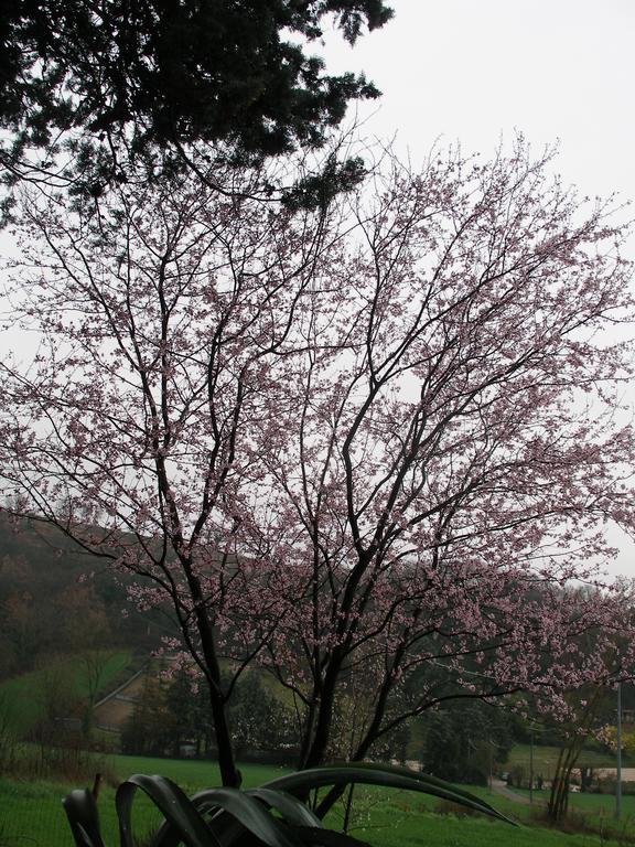 B&B Della Rosa Civitella D'Arna Eksteriør billede